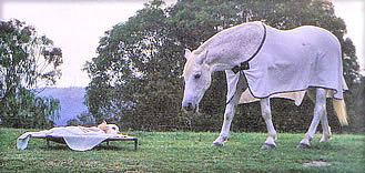 Bandit with his mate, Sparkie, the night before he died