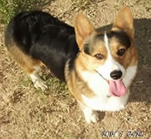 bear, purebred corgi, stolen dog, california, america