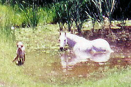 Beau with his horse friend, Sparkie in the dam