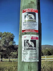 Beau flyer, stolen dog, Gold Coast