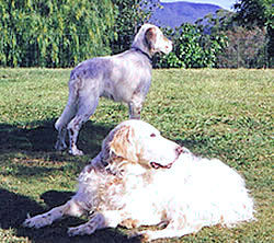 Baby Beau with Jessie, my beloved English Setters
