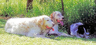 Jessie, Beau and Muscles after a long walk