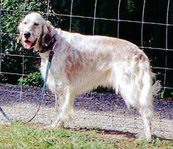 Finding Beau, stolen from Gold Coast on 1 July 2003