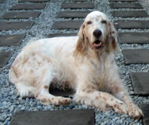 finding beau, stolen dog, english setter, help find beau