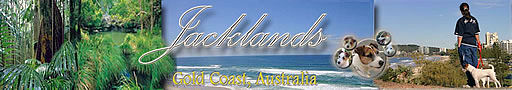 Jacklands, Gold Coast, Australia, Quality Jack Russell Terriers and Parson Russell Terriers, Terrier Rescue