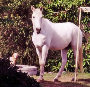 beau, english setter, khomet, arabian horse, finding beau