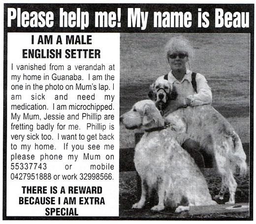 The Local Newsletter, Gold Coast, Finding Beau, Stolen Dog