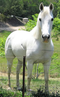 My beautiful Arabian horse, Khomet