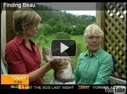 today, channel 9, national television, finding beau, stolen dog, english setter
