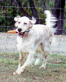 Young Beau playing happily at home